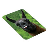 Llama mit Attitude - das Foto der Zunge heraushalt Magnet (Rechte Seite)