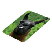 Llama mit Attitude - das Foto der Zunge heraushalt Magnet (Linke Seite)