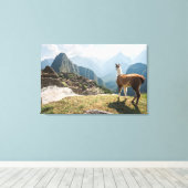Llama mit Blick auf Ruinen | Machu Picchu, Peru Leinwanddruck (Insitu (Holzboden))