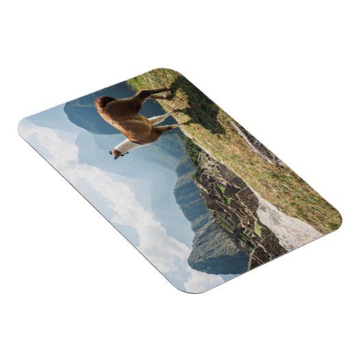 Llama mit Blick auf Ruinen | Machu Picchu, Peru Magnet (Rechte Seite)