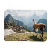 Llama mit Blick auf Ruinen | Machu Picchu, Peru Magnet (Horizontal)