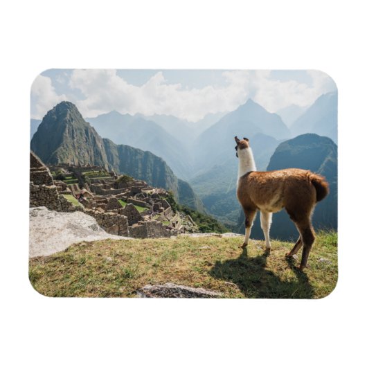 Llama mit Blick auf Ruinen | Machu Picchu, Peru Magnet (Horizontal)