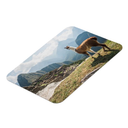 Llama mit Blick auf Ruinen | Machu Picchu, Peru Magnet (Linke Seite)