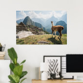 Llama mit Blick auf Ruinen | Machu Picchu, Peru Poster (Heimbüro)