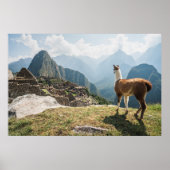 Llama mit Blick auf Ruinen | Machu Picchu, Peru Poster (Vorne)
