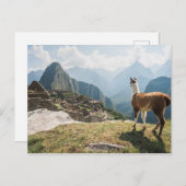 Llama mit Blick auf Ruinen | Machu Picchu, Peru Postkarte (Vorne/Hinten)