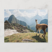 Llama mit Blick auf Ruinen | Machu Picchu, Peru Postkarte (Vorderseite)