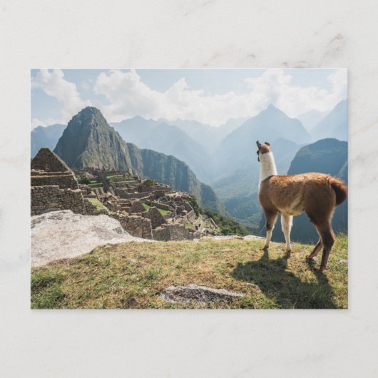 Llama mit Blick auf Ruinen | Machu Picchu, Peru Postkarte (Vorderseite)