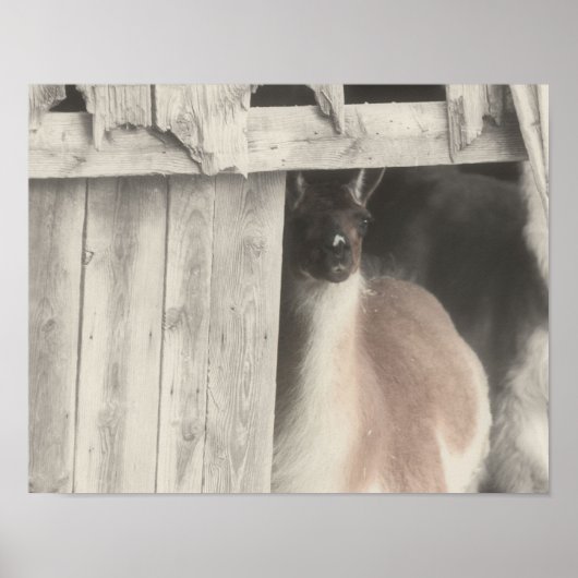 Llama Peeking aus Stallfarbe Poster (Vorne)