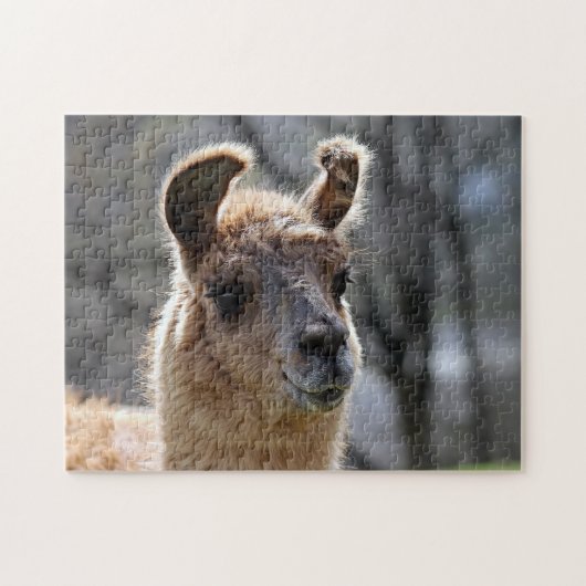 Llama Portrait, Jigsaw Puzzle (Horizontal)