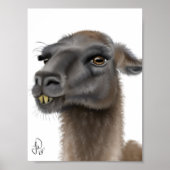 Llama Poster (Vorne)