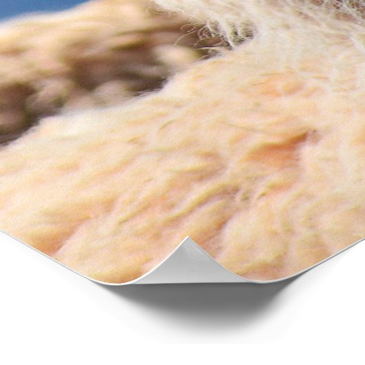 Llama Poster Art (Ecke)