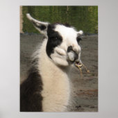 Llama Poster Print (Vorne)