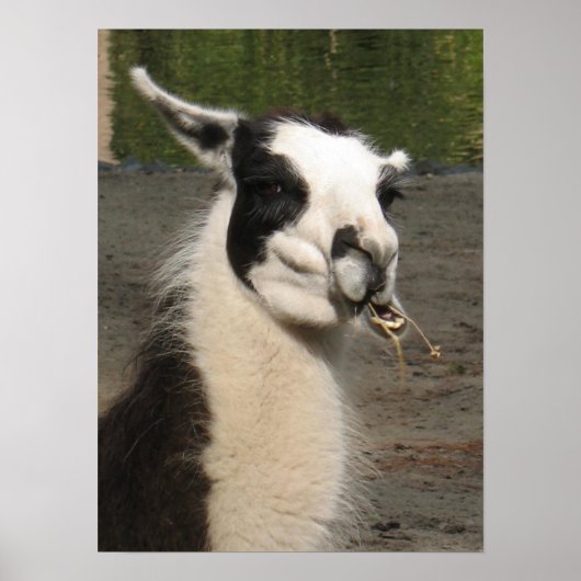 Llama Poster Print (Vorne)