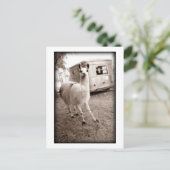 Llama Postkarte (Stehend Vorderseite)