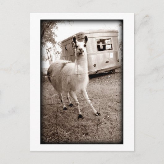 Llama Postkarte (Vorderseite)