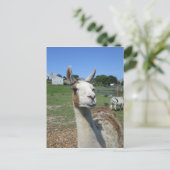 Llama Postkarte (Stehend Vorderseite)