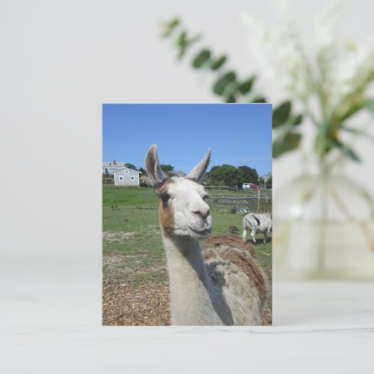 Llama Postkarte (Stehend Vorderseite)