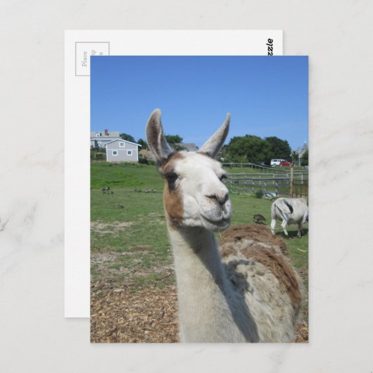 Llama Postkarte (Vorne/Hinten)