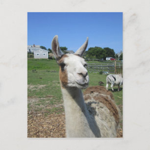 Llama Postkarte