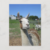 Llama Postkarte (Vorderseite)