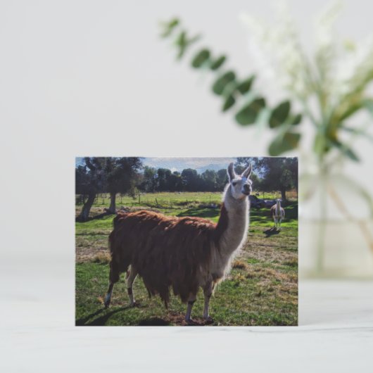 Llama Postkarte (Stehend Vorderseite)