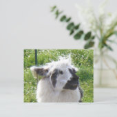 Llama Postkarte (Stehend Vorderseite)