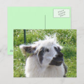 Llama Postkarte (Vorne/Hinten)