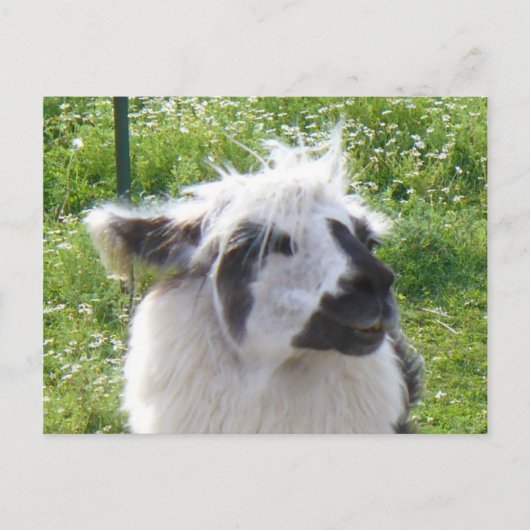 Llama Postkarte (Vorderseite)