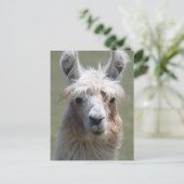 Llama Postkarte (Stehend Vorderseite)