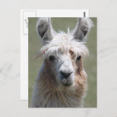 Llama Postkarte (Vorne/Hinten)