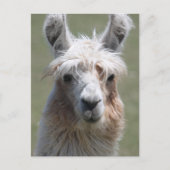 Llama Postkarte (Vorderseite)