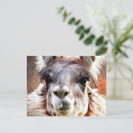 Llama Postkarte (Stehend Vorderseite)