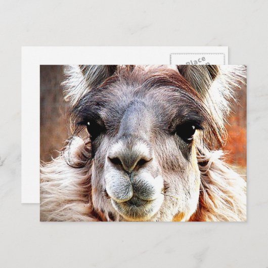 Llama Postkarte (Vorne/Hinten)