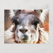 Llama Postkarte (Vorderseite)