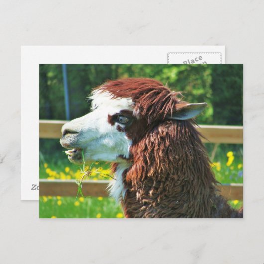 Llama - Postkarte (Vorne/Hinten)