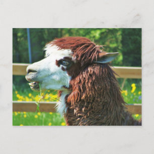 Llama - Postkarte