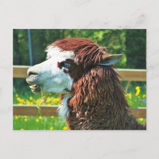 Llama - Postkarte (Vorderseite)