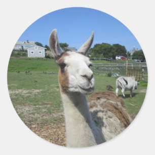 Llama Runder Aufkleber