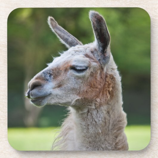 Llama-Set von 6 Untersetzer (Vorderseite)