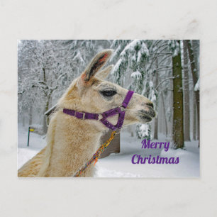 Llama Snow Foto Weihnachten Postkarte