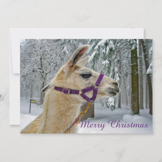 Llama Snow Foto Weihnachtswohnung Feiertagskarte (Vorderseite)
