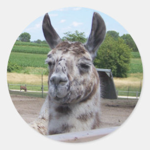 LLAMA STICKER