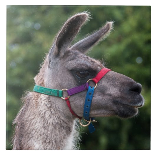 Llama-Überlegenheit Fliese (Vorderseite)