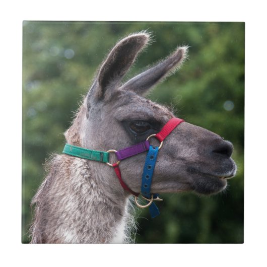 Llama-Überlegenheit Fliese (Vorderseite)