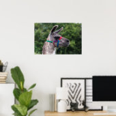 Llama-Überlegenheit Poster (Heimbüro)