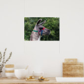Llama-Überlegenheit Poster (Küche)