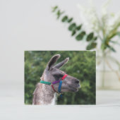 Llama-Überlegenheit Postkarte (Stehend Vorderseite)