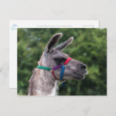 Llama-Überlegenheit Postkarte (Vorne/Hinten)