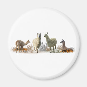 Llama-Wiesen-Magnet (Farbe wählen) Magnet